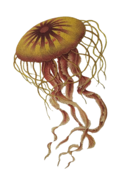 medusa mare nautilus