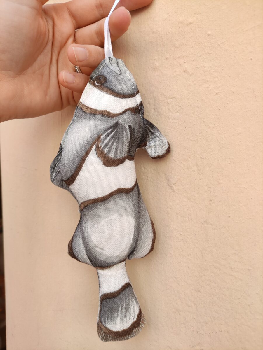 PESCE NEMO GRIGIO (3)