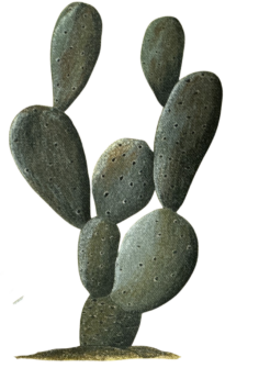 particolare del disegno cactus mexico