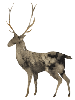 cervi acquerello, particolare della stampa