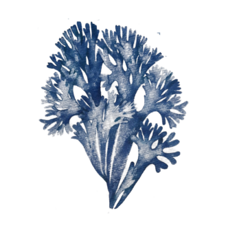 immagine di un particolare del tessuto corallo azzurro